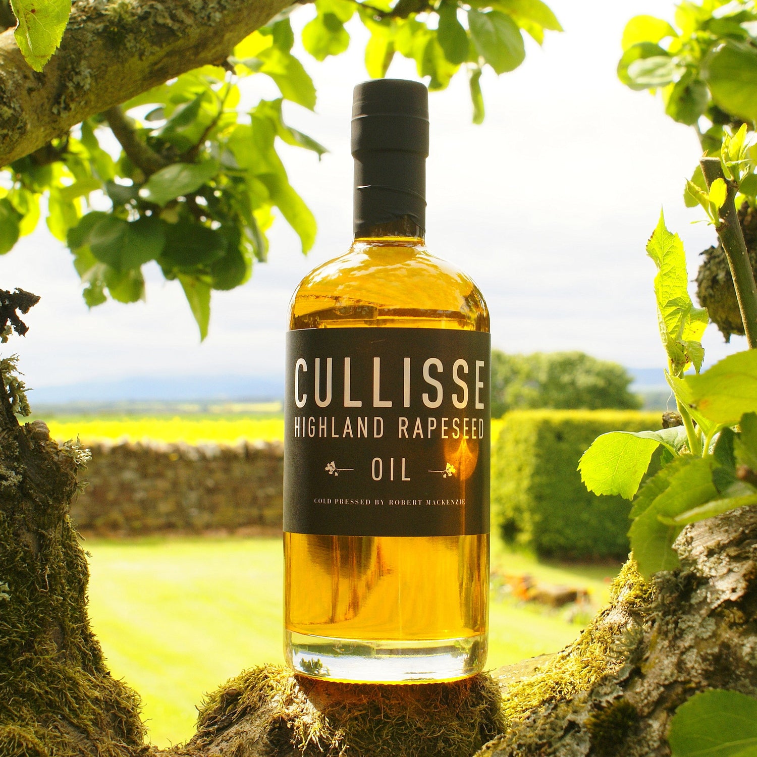 A bottle of Cullisse Highland Rapeseed Oil stands on a mossy tree branch outdoors, framed by green leaves, with a blurred garden and stone wall in the background.