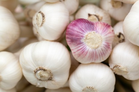 fresh_garlic_206889