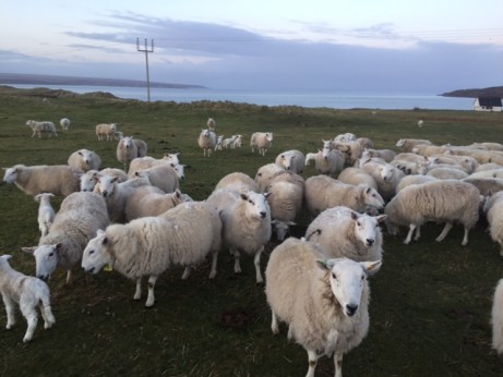 lamb day 4 feed