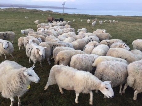 lamb day 4 sheep