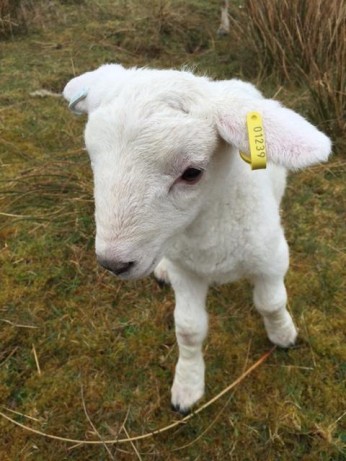 little lamb