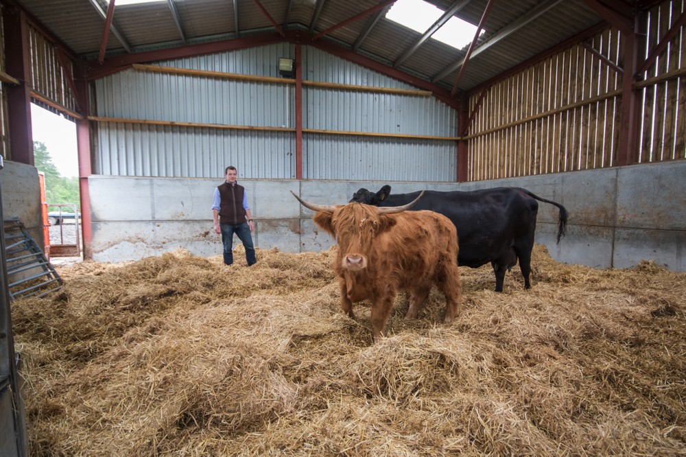 The cows ready in the cattle shed for calving