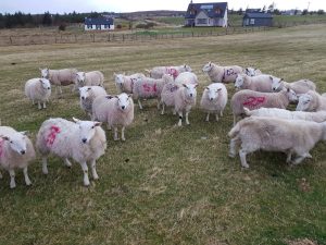 Marked Ewes