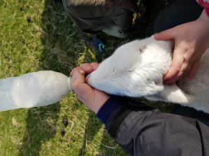 Feeding a lamb
