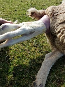 Lamb being born