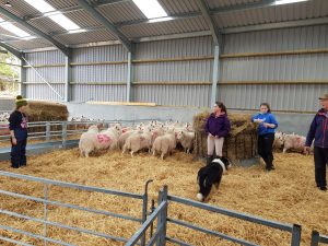 The New Lambing Shed