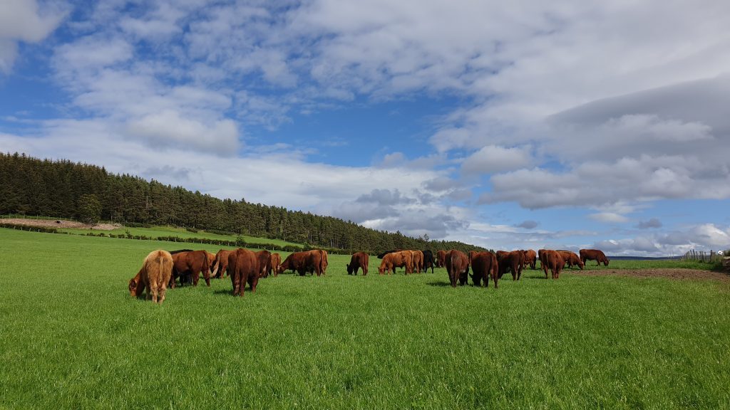 Finishing Cattle Grazing